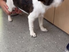 -瑞派伍一宠物医院·眼科·骨科·猫科转诊中心(马王堆院)