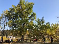 -千年银杏谷文化旅游区