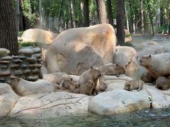 -北京野生动物园