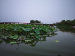 -白洋淀景区