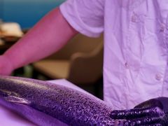 -乔哥铭洋海鲜自助(皇城恒隆广场店)