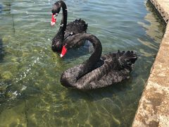 -行者书屋大堂吧 ·下午茶(南京圣和府邸酒店)