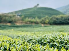 -龙坞茶村