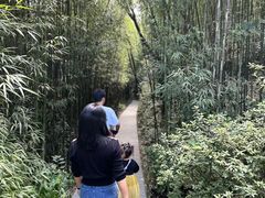 -都江堰中华大熊猫苑