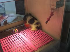 -1013 PET SHOP 宠物商店(近铁城市广场店)