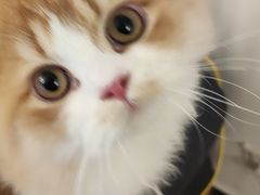 -猫大福·Fortune Cat猫舍(百子湾店)