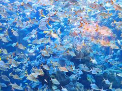 -成都浩海立方海洋公园