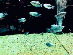 -宠物世家(仲盛世界商城店)