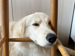 -尤加利咖啡馆