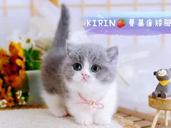 -70cat德文卷毛猫·缅因猫纯种猫舍