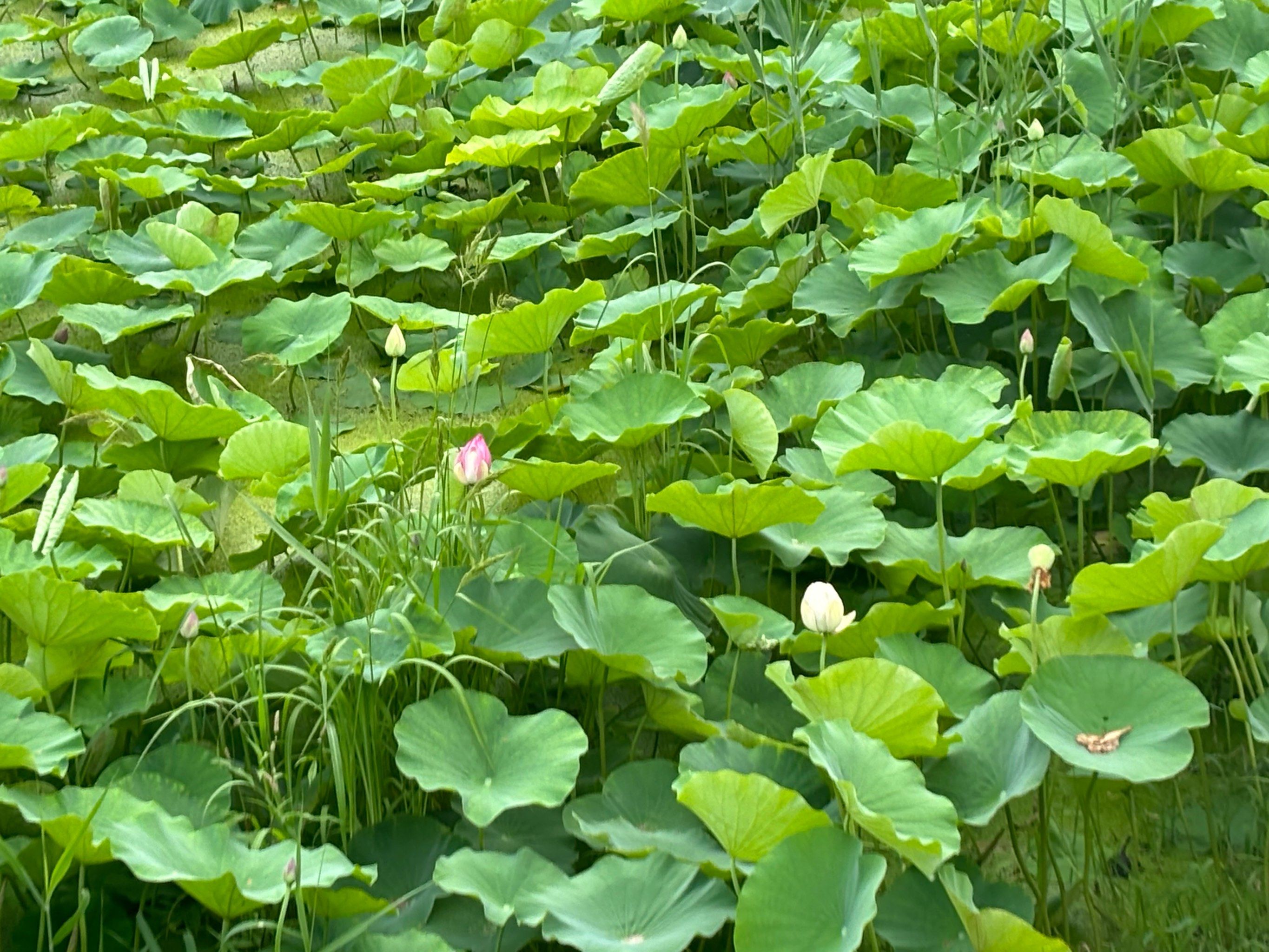 随手拍夏天的荷花已经陆续开了,看看这可