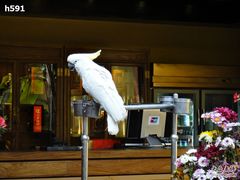 DSC02276-那家小馆•北京菜•烤鸭(香山店)