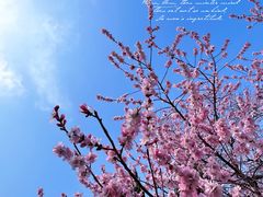 -桃花堤公园