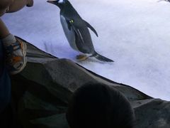 -芜湖新华联大白鲸海洋公园