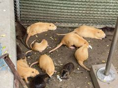 -西霞口神雕山野生动物世界