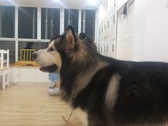-李小姐の猫咖啡馆(五角场店)