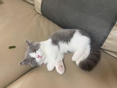 -babydoll猫舍·米努特·德文·缅因(久光中心店)