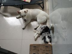 -爱侣宠医·鹦鹉专科·小型哺乳类·异宠专科(灵石路店)