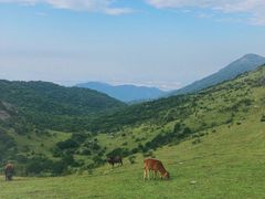 -大姆山草场