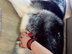 -Husky Go! 哈士奇体验馆·宠物咖啡厅狗咖