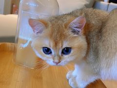 -猫腻·猫咖·撸猫馆(星光大道店)