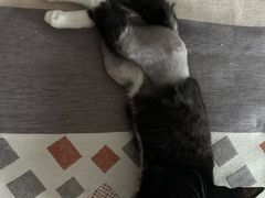 -东莞宠友24H宠物中心医院·转诊夜诊·异宠(新河北路院)