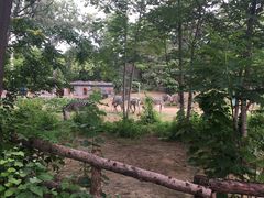 斑-北京动物园