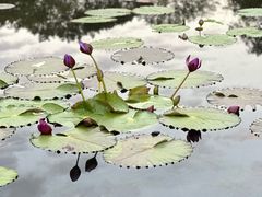 -云溪植物园