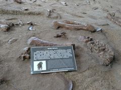 -诸城市恐龙博物馆