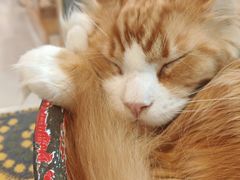 -平行世界·猫咖(首经贸店)