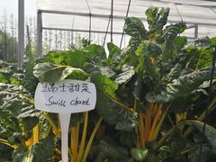 -前小桔亲子创意农场·草莓采摘·露营烧烤