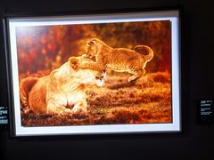 -罗红摄影艺术馆