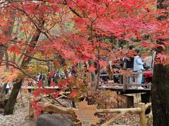 -关门山森林公园