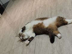 -小槟城美食馆