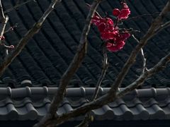 -无锡梅园公园