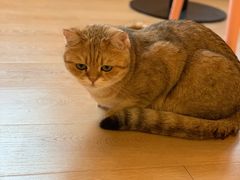 -猫腻·猫咖·撸猫馆(星光大道店)