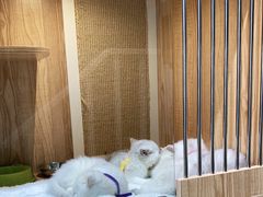 -老吴的猫·猫舍(新区店)