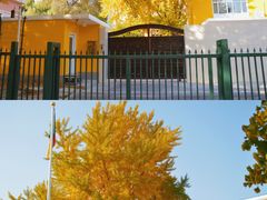 -三里屯东五街银杏大道