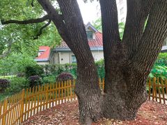 -徐家汇源景区-衡山公园