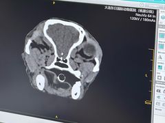 -东日国际动物医院·CT·心脏专科(桃源分院)