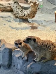 -Zoolung Zoolung动物主题公园(海信广场店)