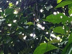 -西双版纳洲际度假酒店兰吧