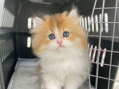 -lincat·猫舍(广州店)