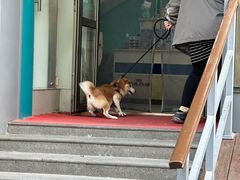 -中农大我爱我爱24h动物医院·中医针灸·猫专科·骨科医疗中心(双井店)
