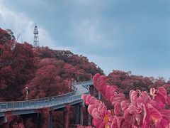 -金鸡山公园