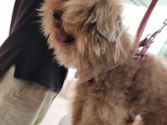 -佳雯宠物医院·皮肤科·内外科(春晓路分院)