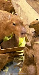 -Zoolung Zoolung动物主题公园(海信广场店)