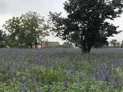 -静之湖湖畔餐厅