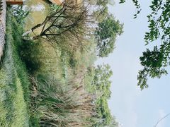 -桤木河湿地公园