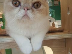 -飞行喵MR PILOT|猫舍·猫咖(静安大融城店)